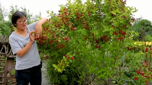 盆栽花推荐耐旱 de61c728e51653140bb18aa8237d7702994556e8.jpg@310w_174h_1c_100q.jpg