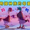 母鸡疯狂爱上公鸭，不仅顶替他老婆帮忙孵蛋，还把小鸭当亲儿子养，动画《鸡妈鸭仔》解说