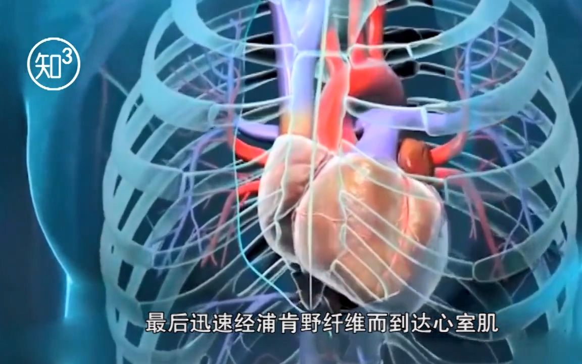 99%的人都没有思考过,心脏作为人体最重要的器官,一直跳动的原因!