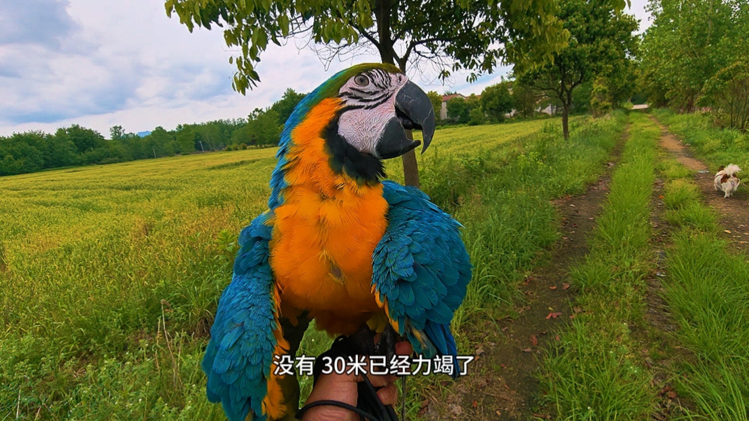 请问一下大家鸟要怎么减肥？？这金刚鹦鹉胖的飞不动了！！！