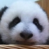 [生肉] 170128 中国熊猫幼儿园