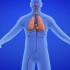 The Circulatory System - Learning the Human Body