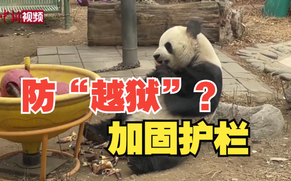 为防“萌兰”再“越狱”？ 北京动物园大熊猫馆装修