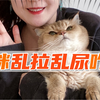 猫咪乱拉乱尿怎么办？6个可能原因+解决办法
