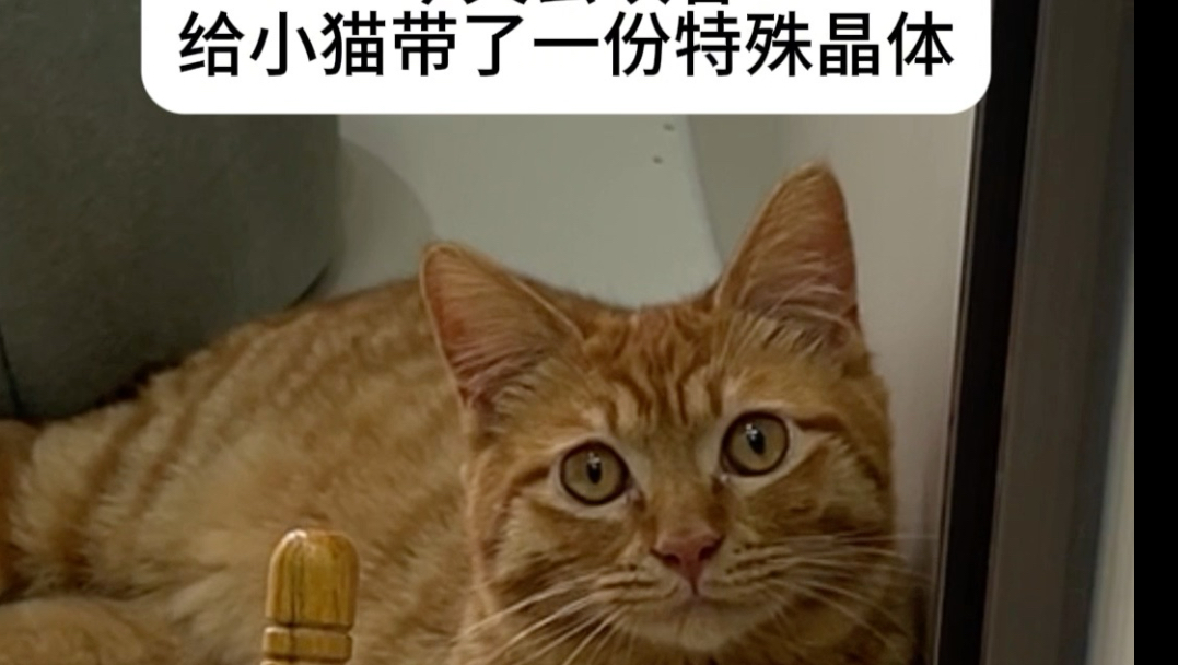 小猫，这给你当枕头怎么样