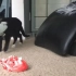 当主人下班回家时，这只小黑猫总是会叼来礼物想让主人能陪自己玩