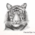 【Fine Art-Tips】如何简单画出一只老虎的正面像（中文字幕）