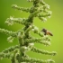 空镜头视频 蜜蜂采蜜动物昆虫 素材分享