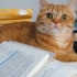 考研失败的小猫就应该被妈妈整个吃掉！