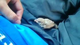 吃麻雀有危害吗 df394042a7a1dcd0ac3f8e2a9446cd96cc69e313.jpg@280w_158h_1c_100q.jpg