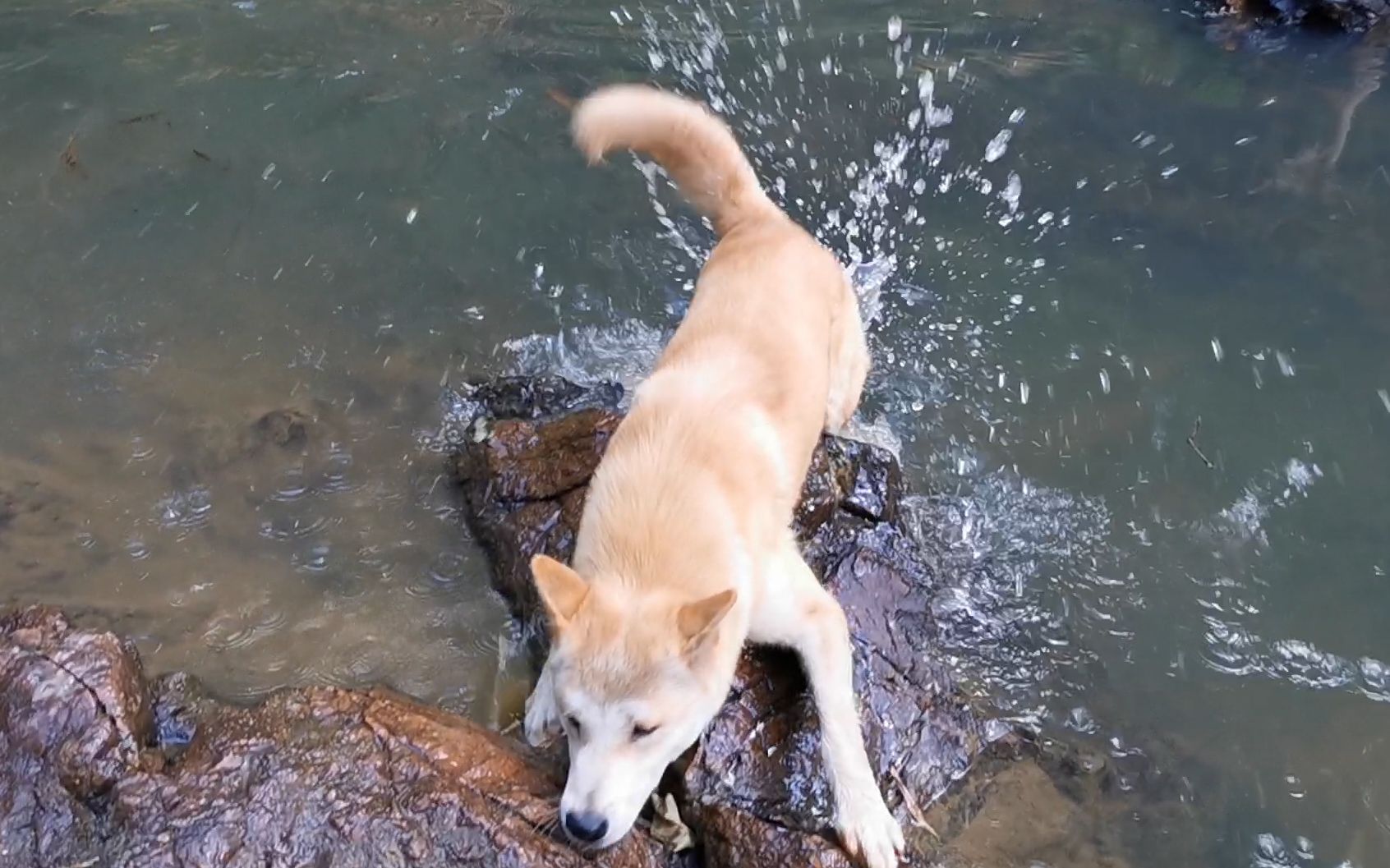 这么会游泳的狗，竟然在岸边嘤嘤嘤半天