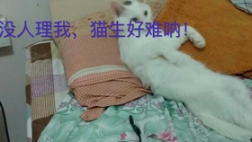 df5b68b95ed2eeb395b8ea0a393acb700b2c06a5.jpg@280w_158h_1c_100q.jpg