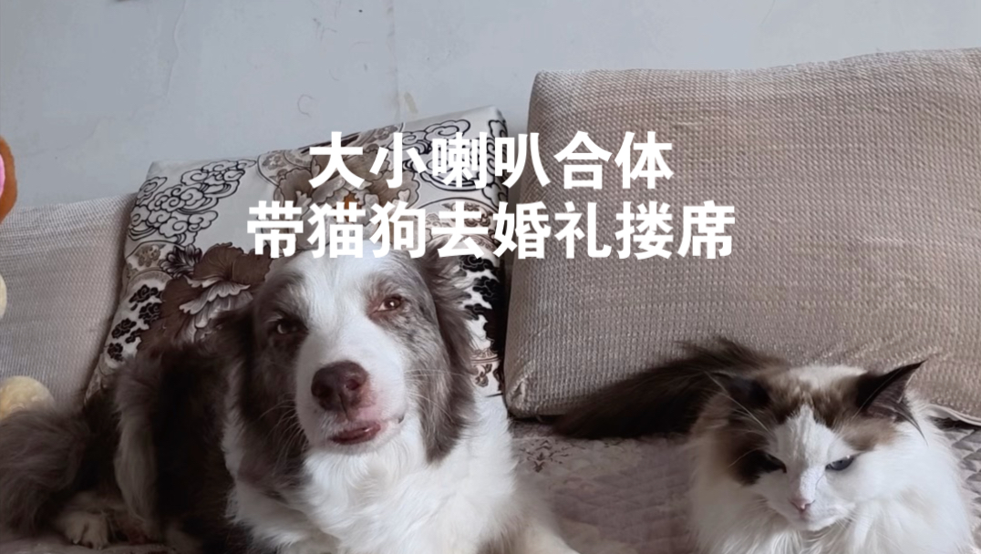 总有些惊奇的际遇，比方说...