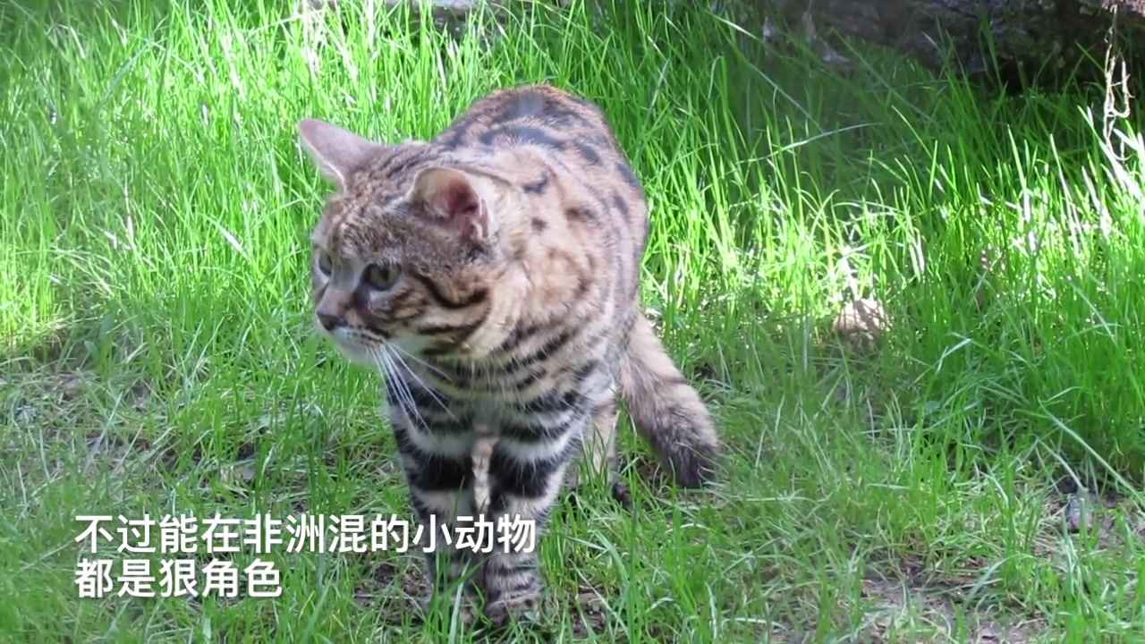 非洲最小的猫科动物黑足猫,萌萌的不好惹