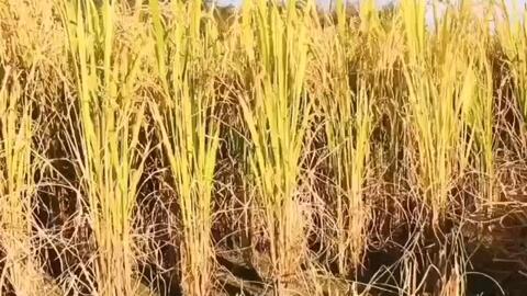 田园春色二胡曲谱_田园春色二胡简谱(5)