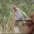 澳洲水彩画家 约瑟夫 极品水彩技法教程 工作中的人们 110分钟