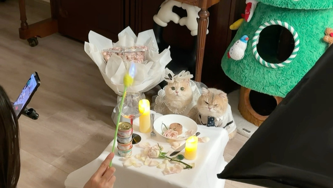 给小猫接了一条广告。猫富贵 勿相忘