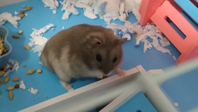 鼠什么时候出洞 df7b018d61dbcce36672156e601a59eab8a7e1d8.jpg@280w_158h_1c_100q.jpg