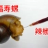 把辣椒油注射到福寿螺体内，看看会怎么样