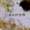 一滴水的世界