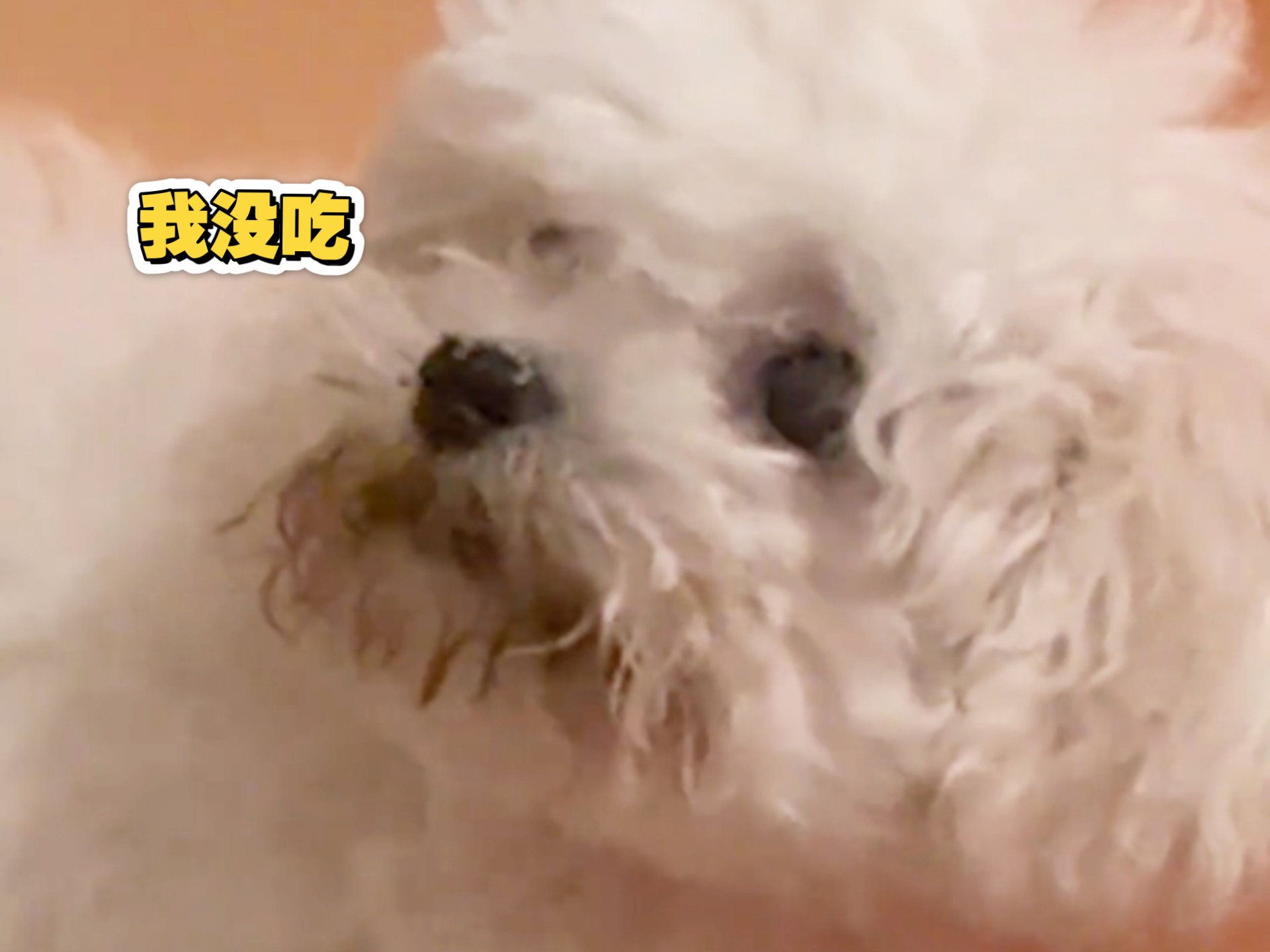 《猫屎裹猫砂，狗界脆脆鲨》