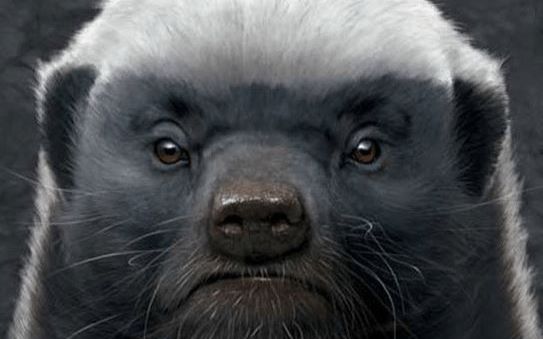 壁纸 动物 灵长目 543_339