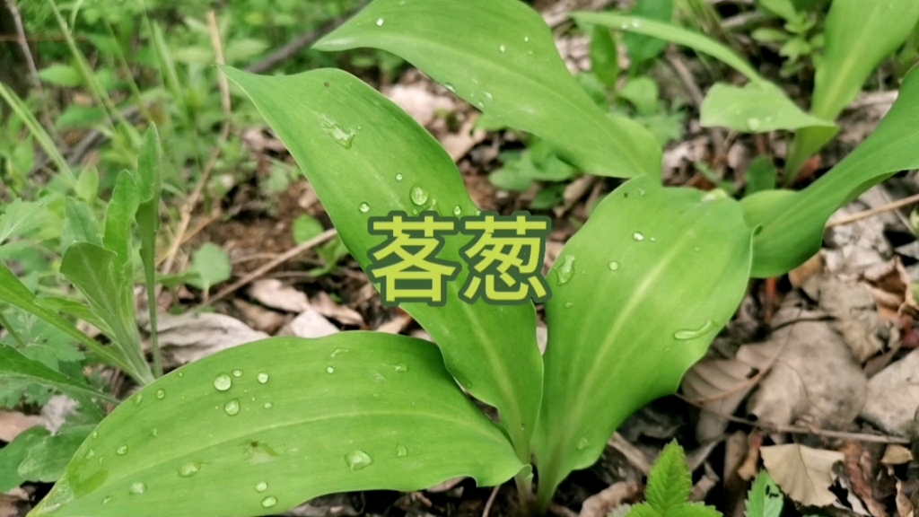 药食两用的茖葱，你那里有吗？