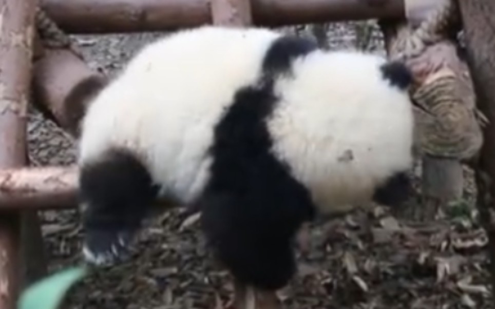 【大熊猫和花】刚洗好的熊猫玩偶正挂在架子上晾晒