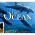 海洋动物4K超高清 - 带有平静音乐的海洋动物风景影片