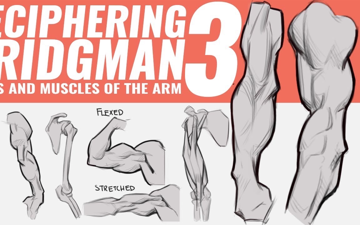 解读布里奇曼- 胳膊的解剖与绘制