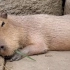 水豚可以在吃和睡两种状态间无缝切换