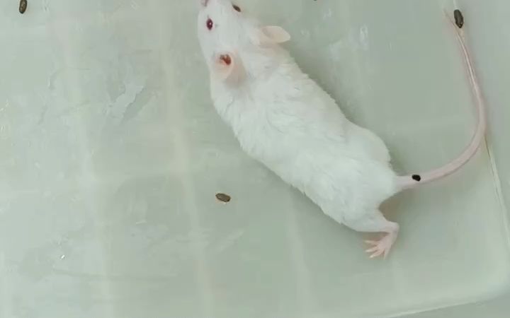 小鼠扭体实验