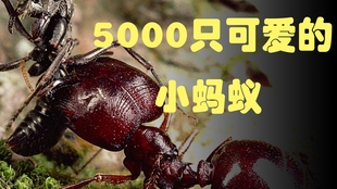 e045d61401a8b621c5b0b583f20e7eb8dae99aea.jpg@310w_174h_1c_100q.jpg