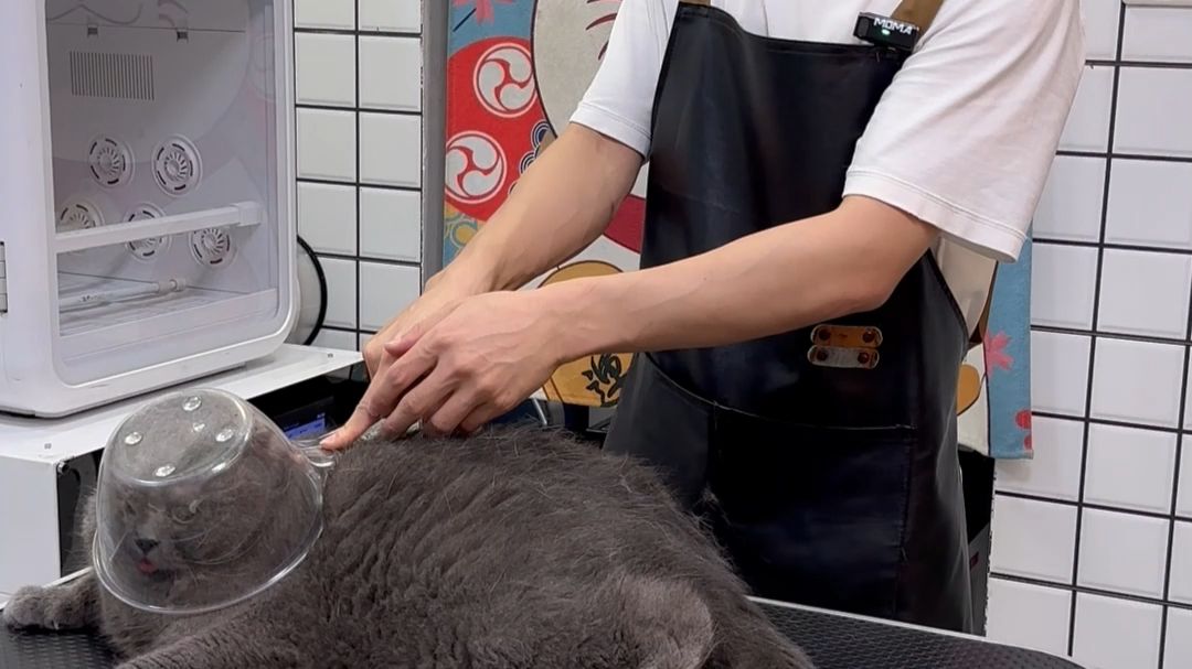 一勺解决犟种蓝胖子