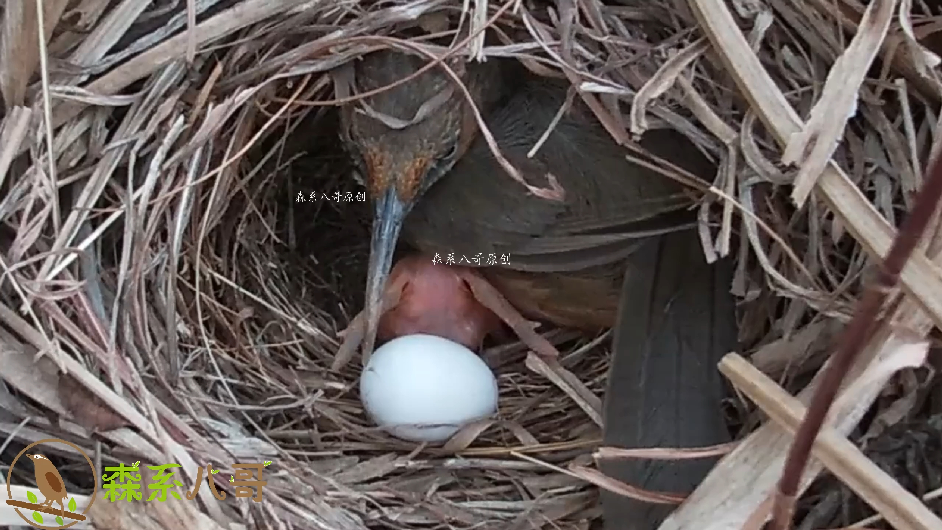 杜鹃鸟把鸟蛋推出去，鸟妈妈的做法让人称赞，非常聪明