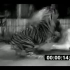 西虎真正吊打雄狮的视频，说虎吹的，可以闭嘴了。