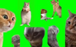 所有猫猫梗素材绿幕版