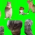 所有猫猫梗素材绿幕版