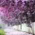 广西柳州紫荆花盛开淹没整座城市 航拍下粉紫色花海超惊艳
