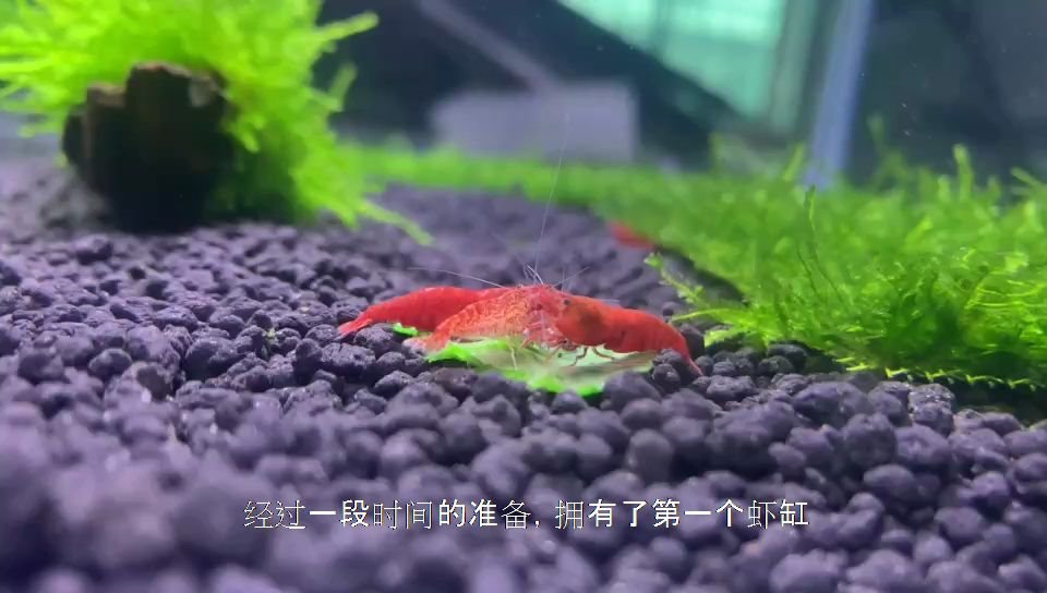 【观赏虾】新手小白的开缸之路,终于有了第一个虾缸了