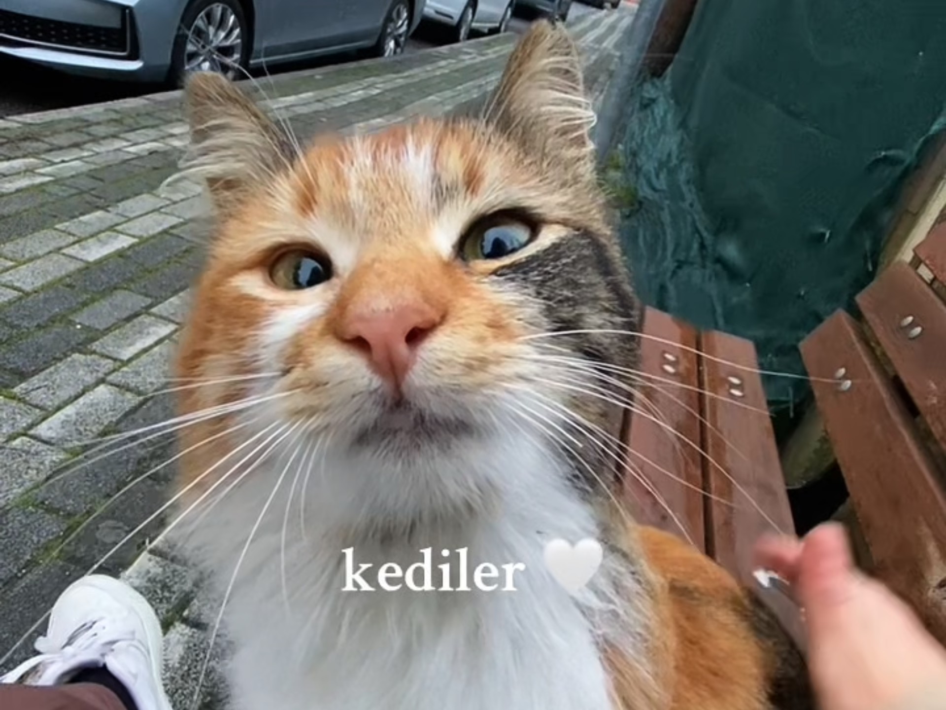 伊斯坦布尔的猫:这座城市最治愈的部分