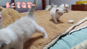 e0aff9e1a94e201dd7f86b1f26bd7939ef93760a.jpg@280w_158h_1c_100q.jpg