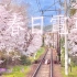 坐上一辆开往春天的樱花电车?