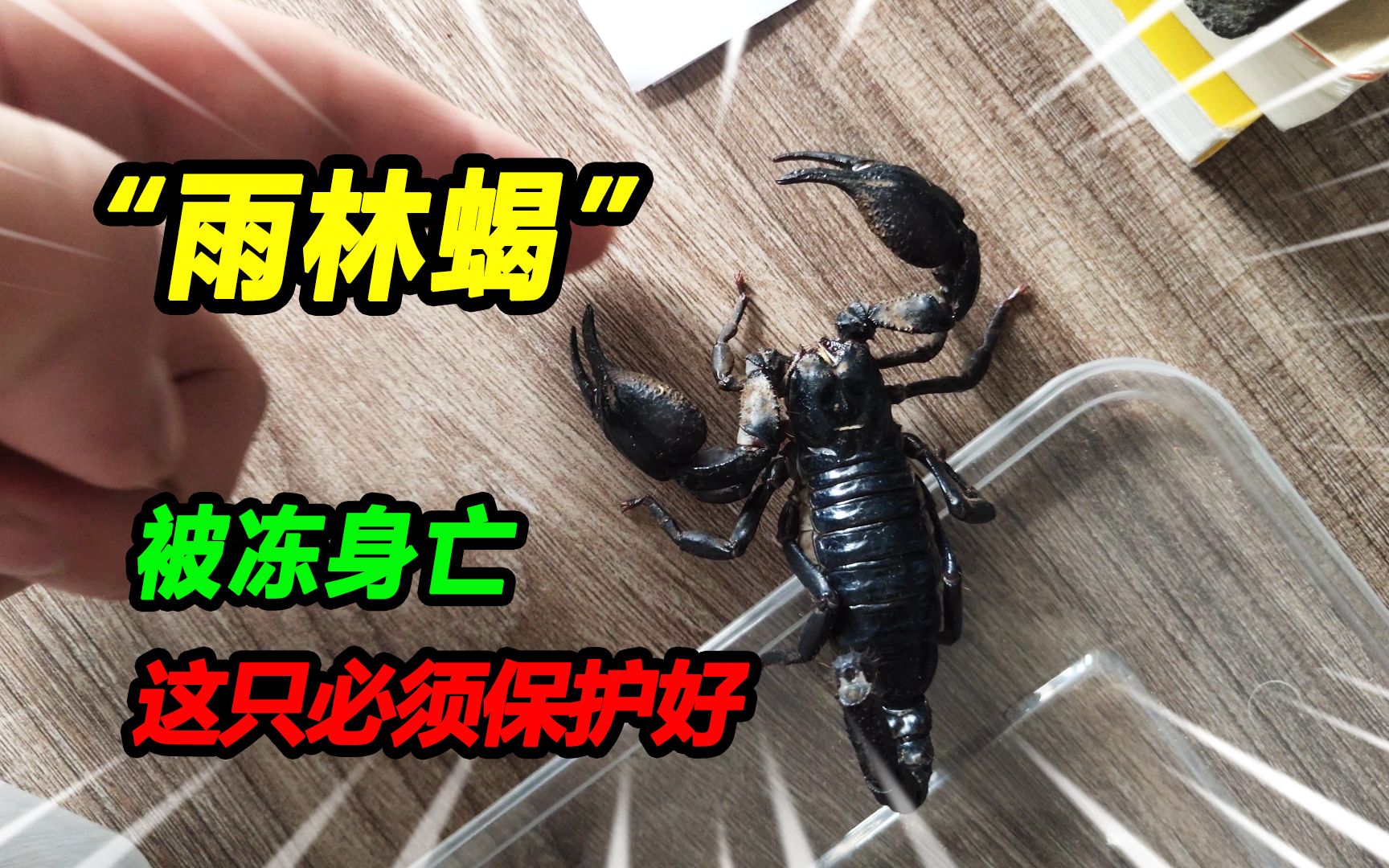 迈索尔雨林蝎捕食杜比亚蟑螂-动物视频-搜狐视频
