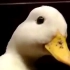 【鸭子】嘎！鸭子叫鬼畜：Dank Quacker（duck meme）