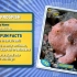 Frogfish -Amazing Animals 神奇的动物