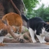 广州的这个公园长猫了！