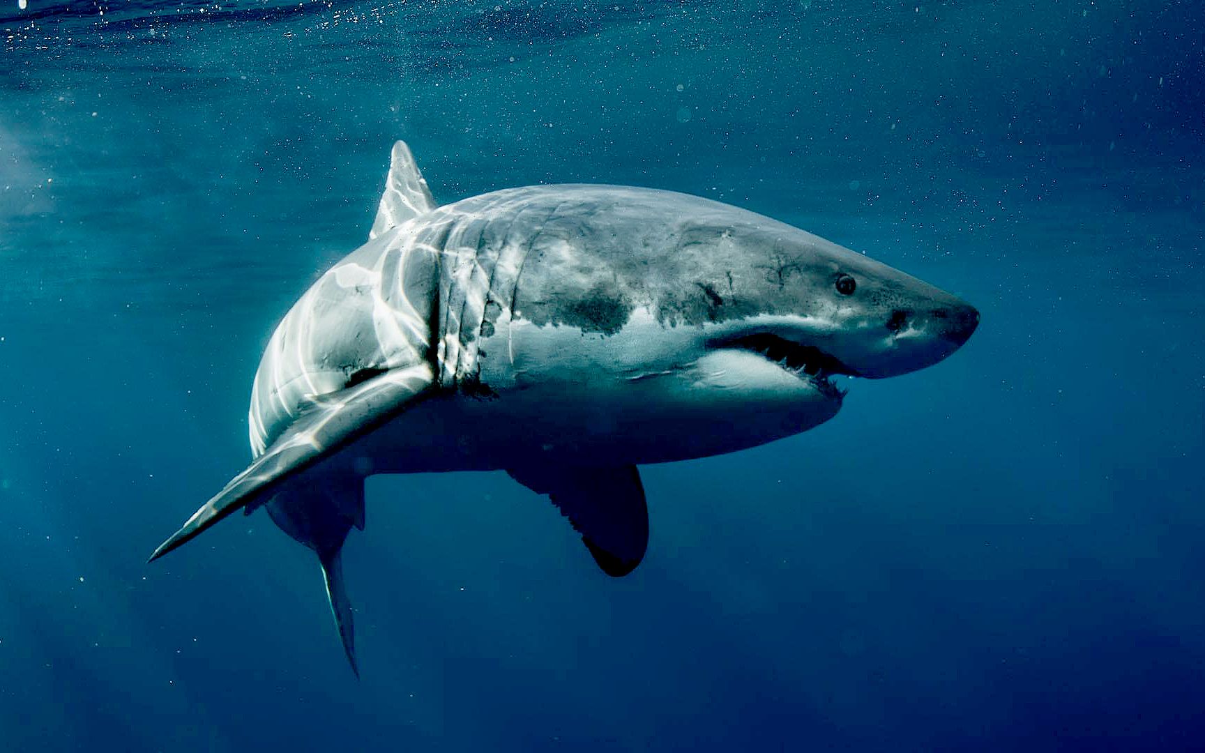 大白鲨素材-大白鲨图片-大白鲨素材图片下载-觅知网