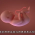 精子和卵子融合形成受精卵才能发育成胚胎