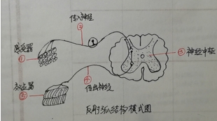 e0ffc0ae3d608649809e5c7fe4e87aadd5c28435.jpg@310w_174h_1c_100q.jpg